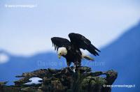 Aquila calva 66-11-07